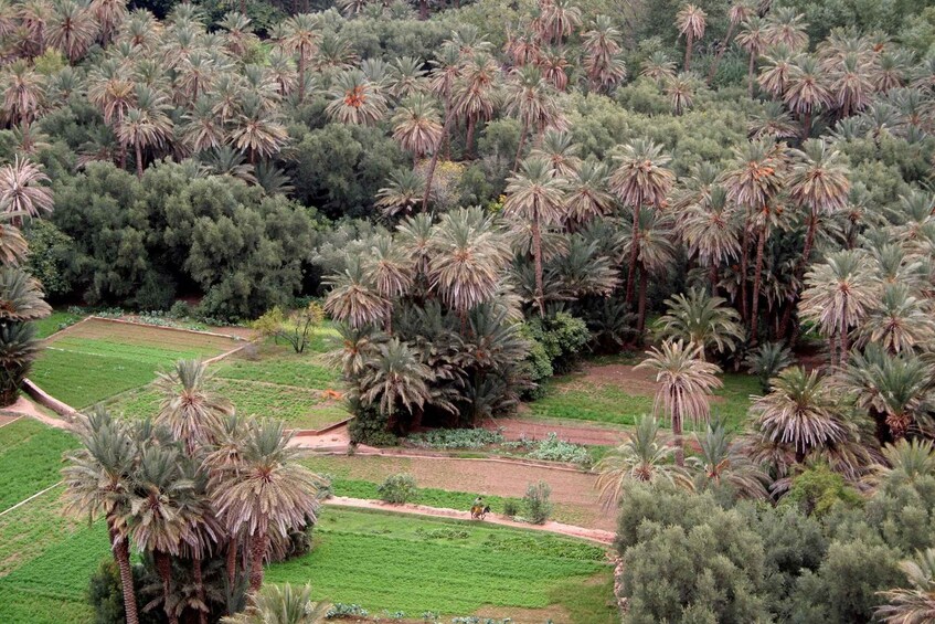 Picture 6 for Activity From Ouarzazate: Todra Gorges and 1000 Casbahs Road Day Tour