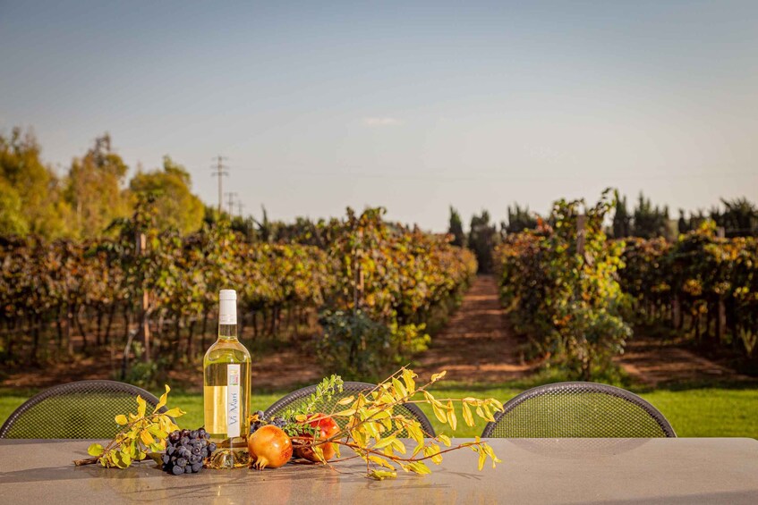 Picture 5 for Activity Alghero: Wine and Olive Oil Tasting at a Local Farm