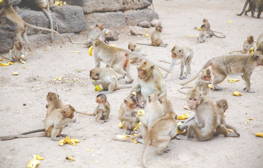 Lopburi Monkey Temple & Ayutthaya Old City (UNESCO)