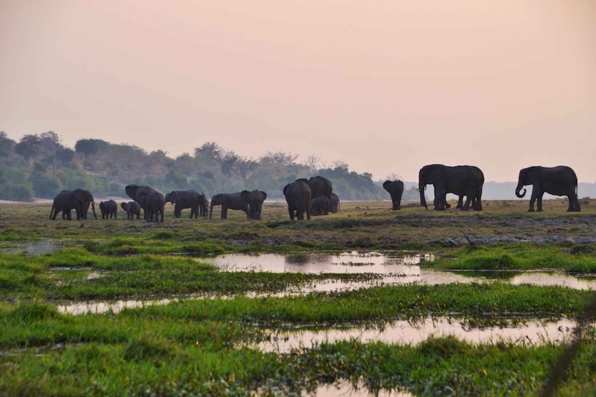 Picture 4 for Activity Chobe National Park: Game Drive, Lunch, and Cruise Day Trip