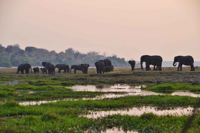 Picture 4 for Activity Chobe National Park: Game Drive, Lunch, and Cruise Day Trip