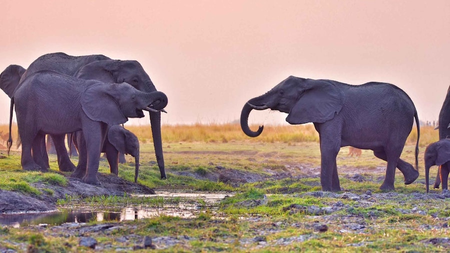 Chobe National Park: Game Drive, Lunch, and Cruise Day Trip