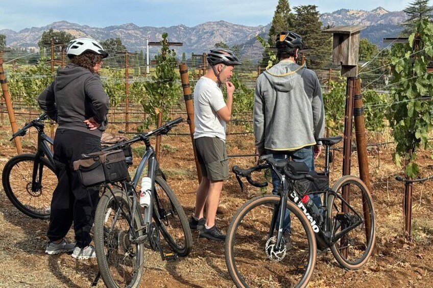 Learning about the vines and terroir