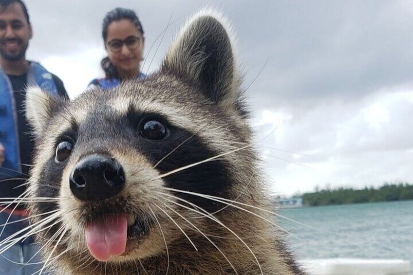 Kayak SUP Raccoon Island and Wildlife Exploration