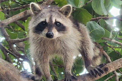 Esplorazione di Raccoon Island in SUP/Kayak