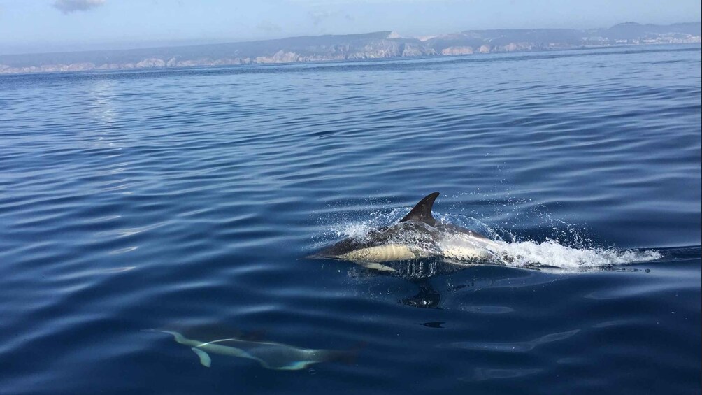 Picture 1 for Activity Lisbon: Dolphin Watching in Arrábida Natural Park