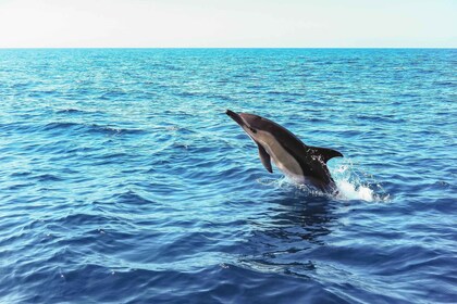 Lissabon: Arrábida Natuurpark Dolfijnen kijken boottocht