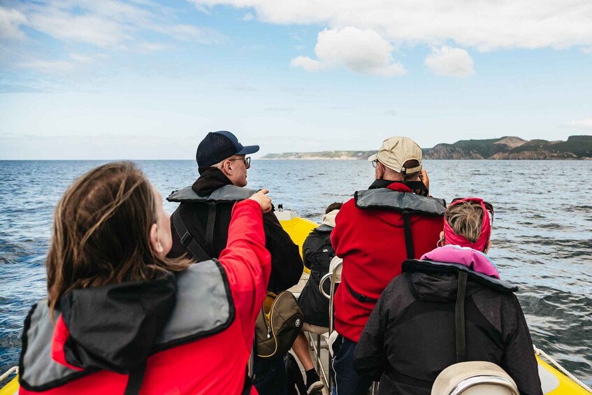 Picture 5 for Activity Lisbon: Arrábida Natural Park Dolphin Watching Boat Tour