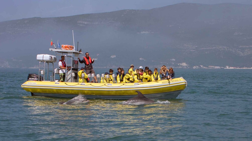 Picture 4 for Activity Lisbon: Arrábida Natural Park Dolphin Watching Boat Tour