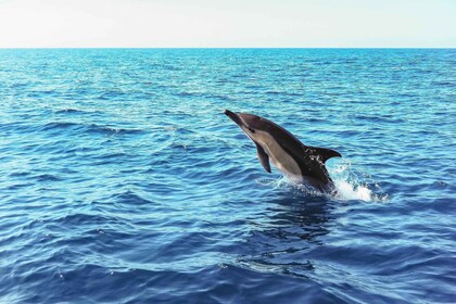 Lisbonne : Parc naturel d’Arrábida Dolphin Observation excursion en bateau