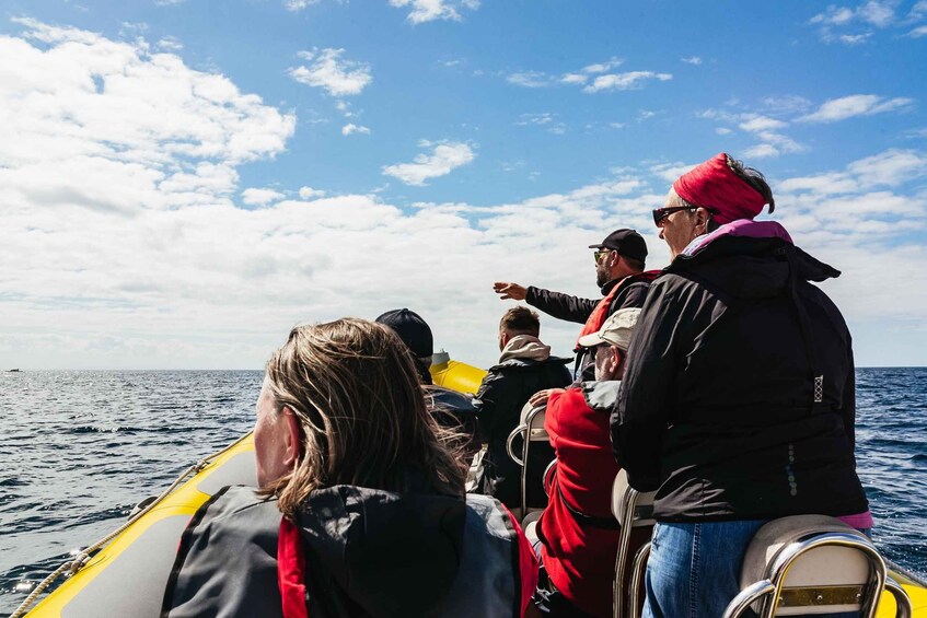 Picture 1 for Activity Lisbon: Arrábida Natural Park Dolphin Watching Boat Tour