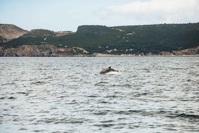 Picture 6 for Activity Lisbon: Arrábida Natural Park Dolphin Watching Boat Tour