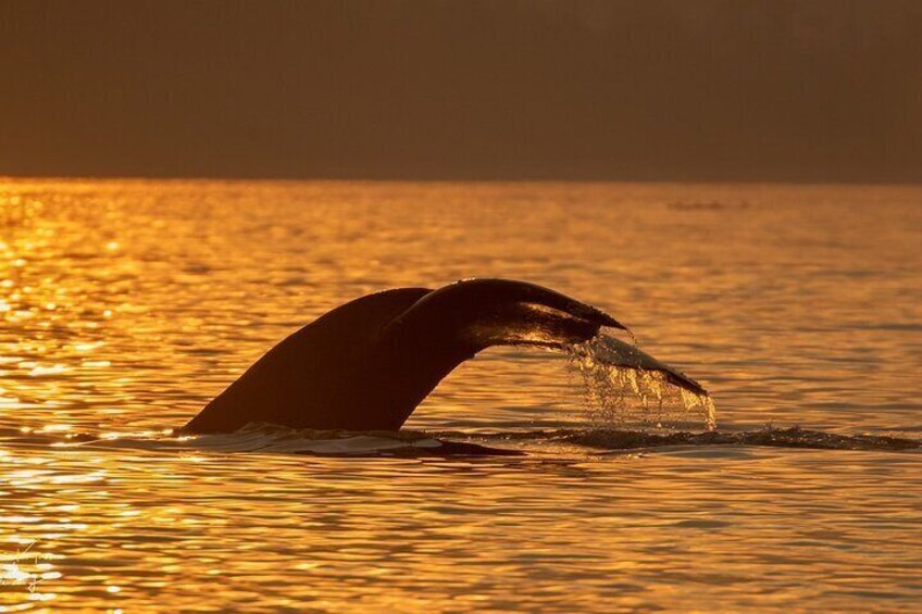 2 Hour Coastal Sunset Tour By Boat