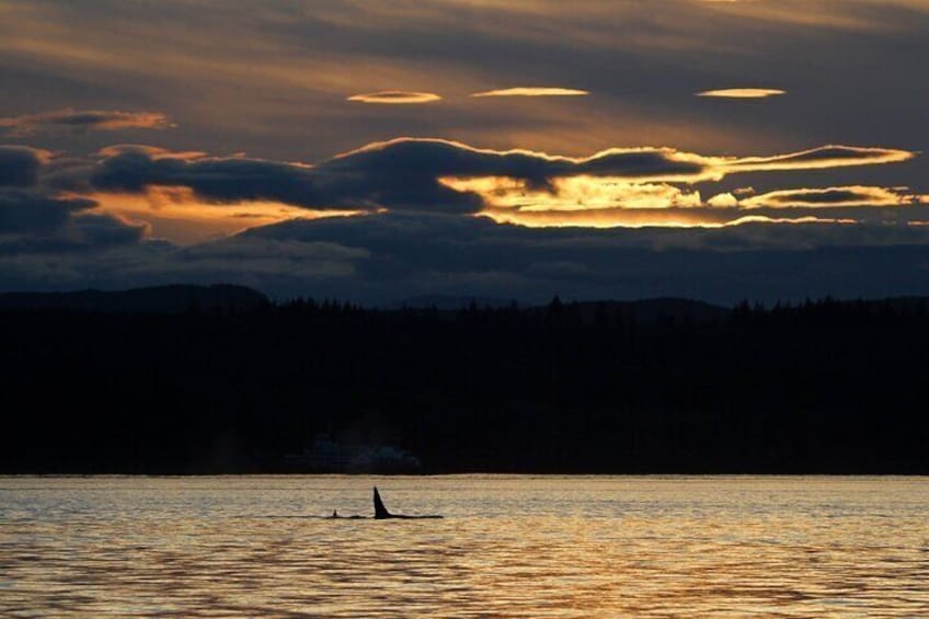 2 Hour Coastal Sunset Tour By Boat