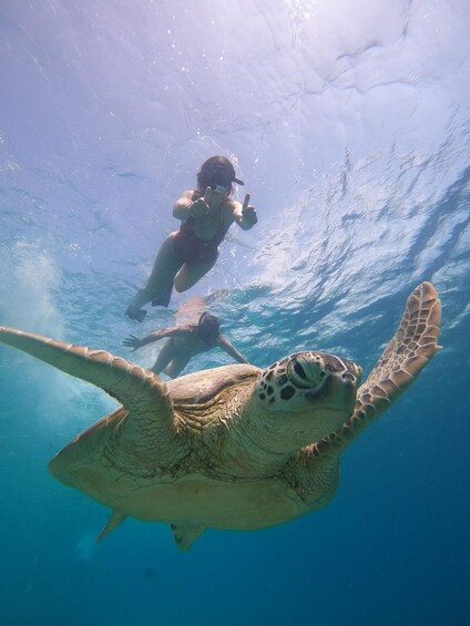 Picture 8 for Activity From Lombok: Gili Islands Snorkeling Day Trip