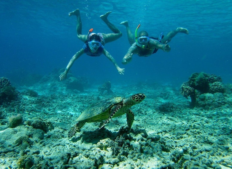 Picture 2 for Activity From Lombok: Gili Islands Snorkeling Day Trip