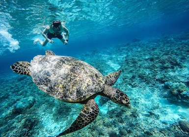 Dari Lombok Wisata Snorkeling Sehari di Kepulauan Gili