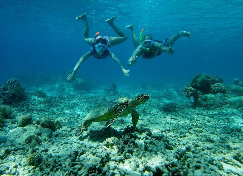 Picture 2 for Activity From Lombok: Gili Islands Snorkeling Day Trip