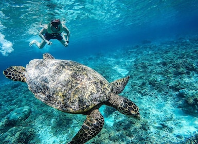 Fra Lombok: Dagstur med snorkling på Gili-øerne