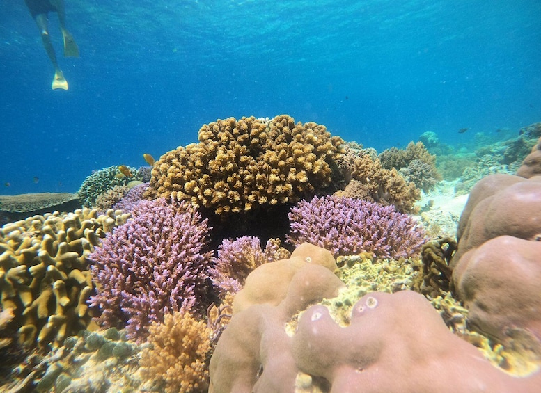 Picture 9 for Activity From Lombok: Gili Islands Snorkeling Day Trip