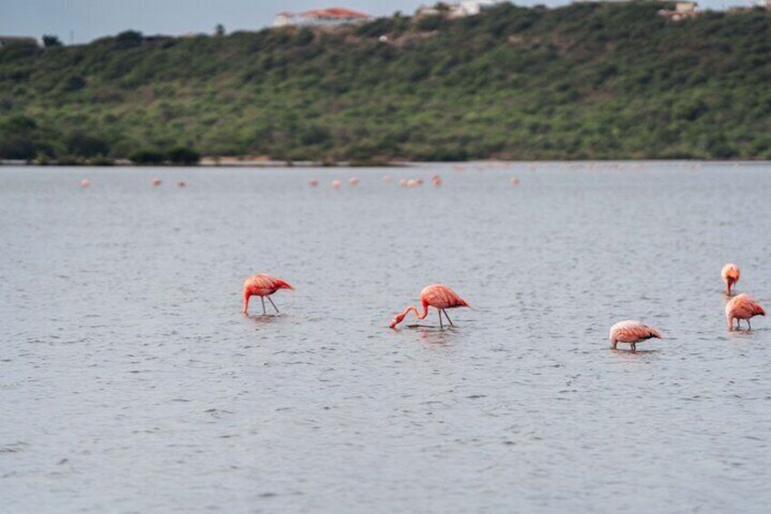 Curaçao Kunuku & Playa Kalki Beach Tour