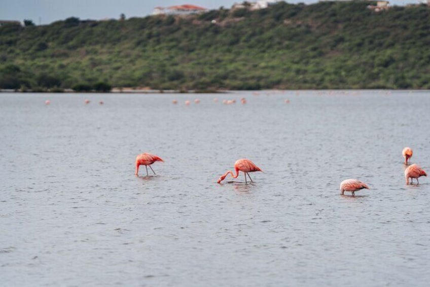 Curaçao Kunuku & Playa Kalki Beach Tour