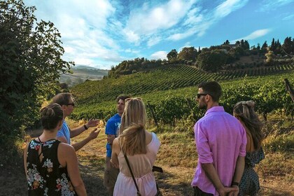 Guided Winery Tour and Wine Tasting in Siena