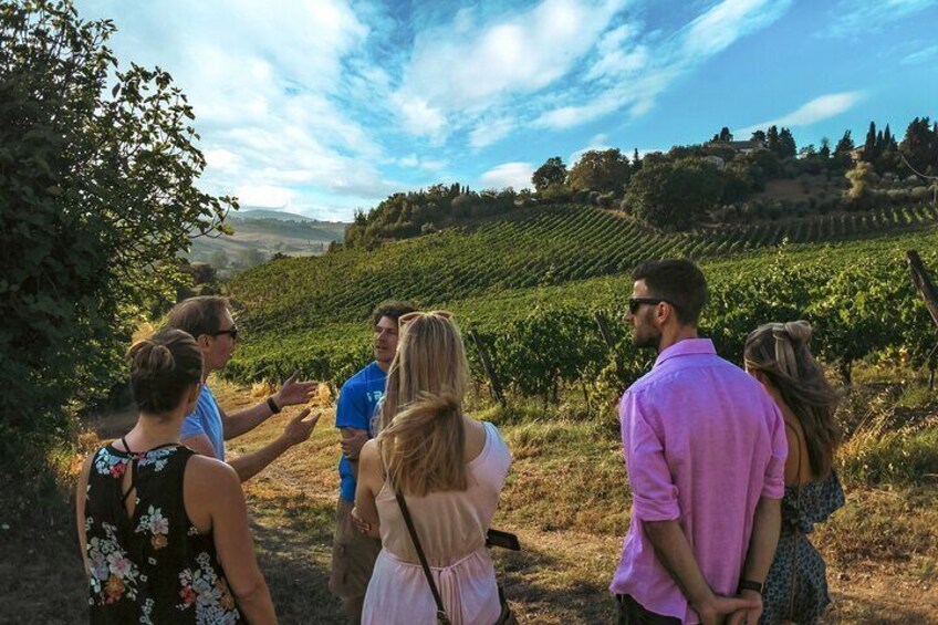 Winery Tour and Wine Tasting in Siena