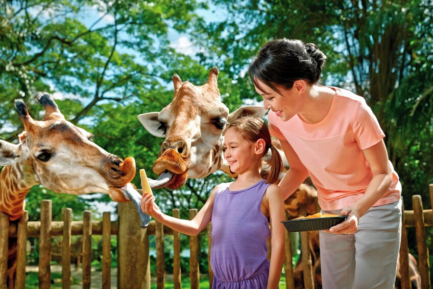 Singapore Zoo with Tram Ride