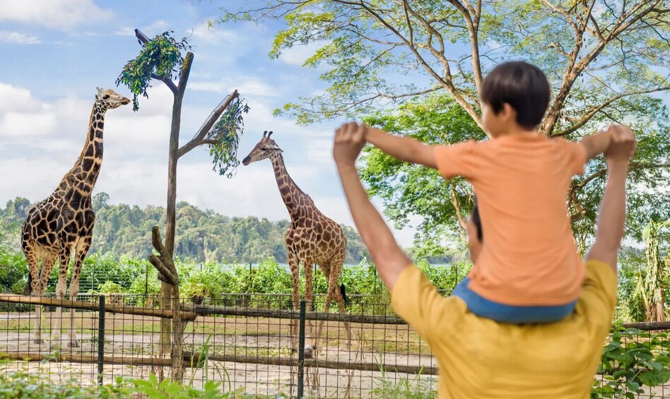 Singapore Zoo with Tram Ride