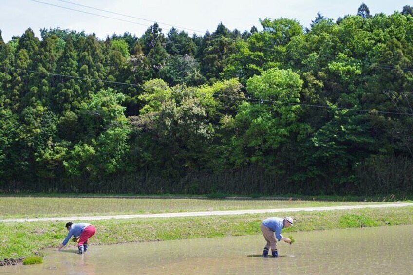 Private Rice Agriculture Experience in Mie