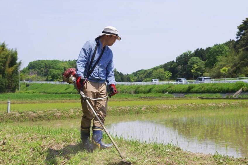 Private Rice Agriculture Experience in Mie