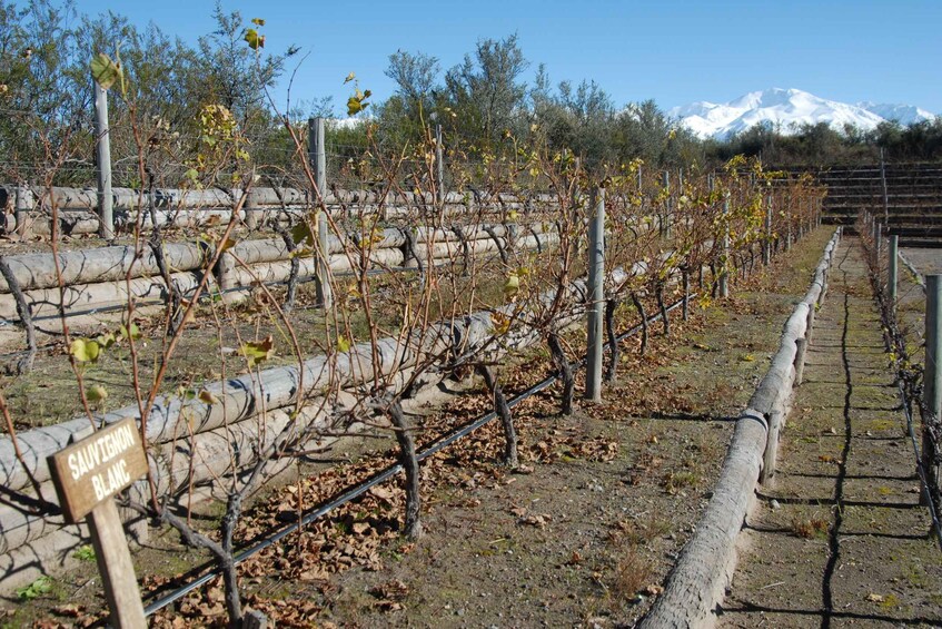 Picture 7 for Activity Mendoza: Full Day Wine Tour with 3 Course Lunch