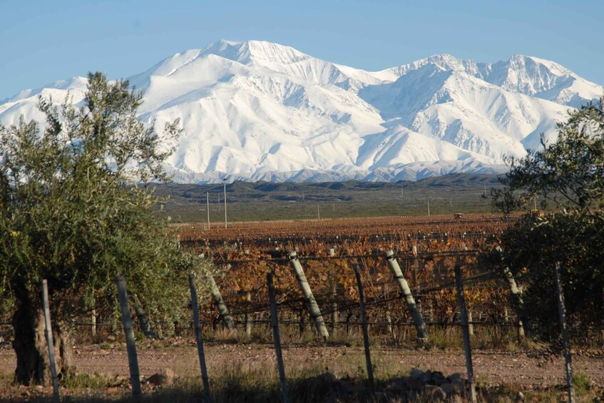 Picture 1 for Activity Mendoza: Full Day Wine Tour with 3 Course Lunch