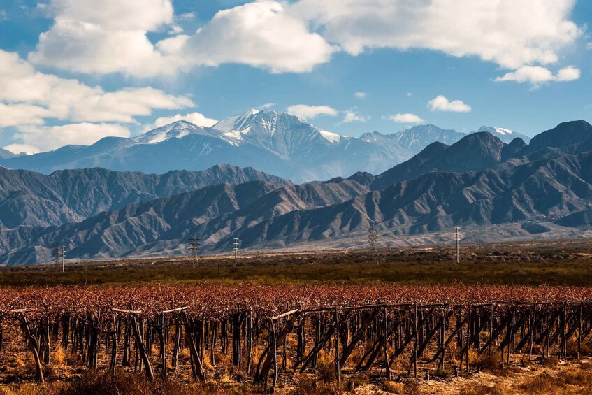 Mendoza: Full Day Wine Tour with 3 Course Lunch