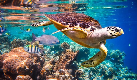 新加坡 SEA 水族館