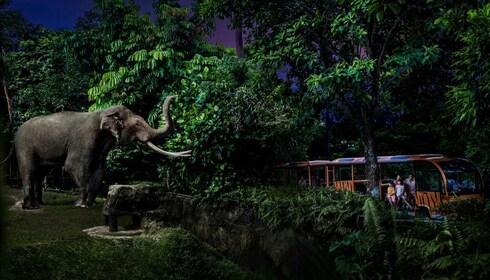夜晚野生动物观光新加坡