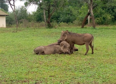 Lake Mburo National Park with Equator, Game Drive & Cruise