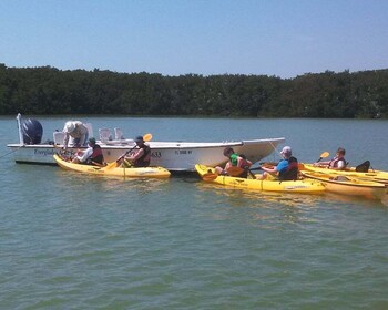 Everglades: tour ecológico en kayak asistido en barco