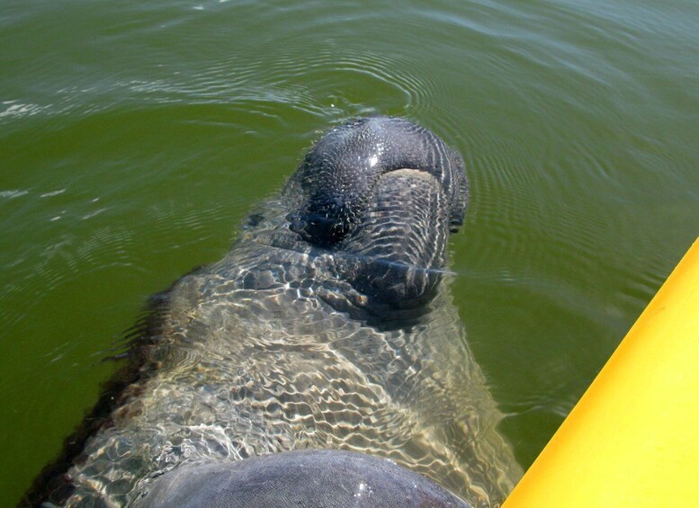 Picture 2 for Activity Everglades National Park: Boat Assisted Kayak Eco Tour