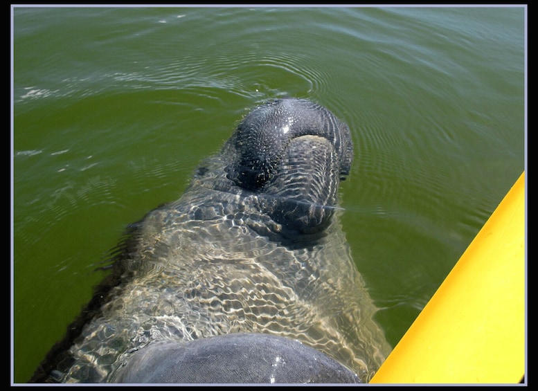 Picture 2 for Activity Everglades National Park: Boat Assisted Kayak Eco Tour