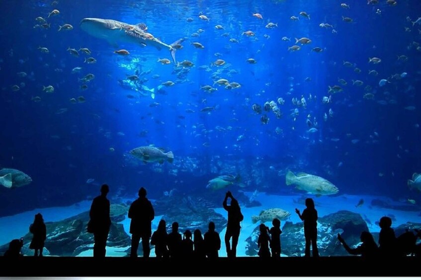 Picture 7 for Activity Istanbul Aquarium and Aqua Florya Shopping Mall Tour