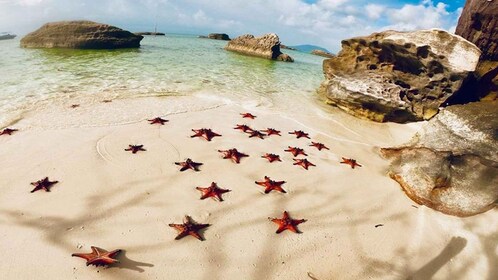 Phu Quoc: Kajakointi Starfish Beachin ja mehiläistarhauksen kanssa