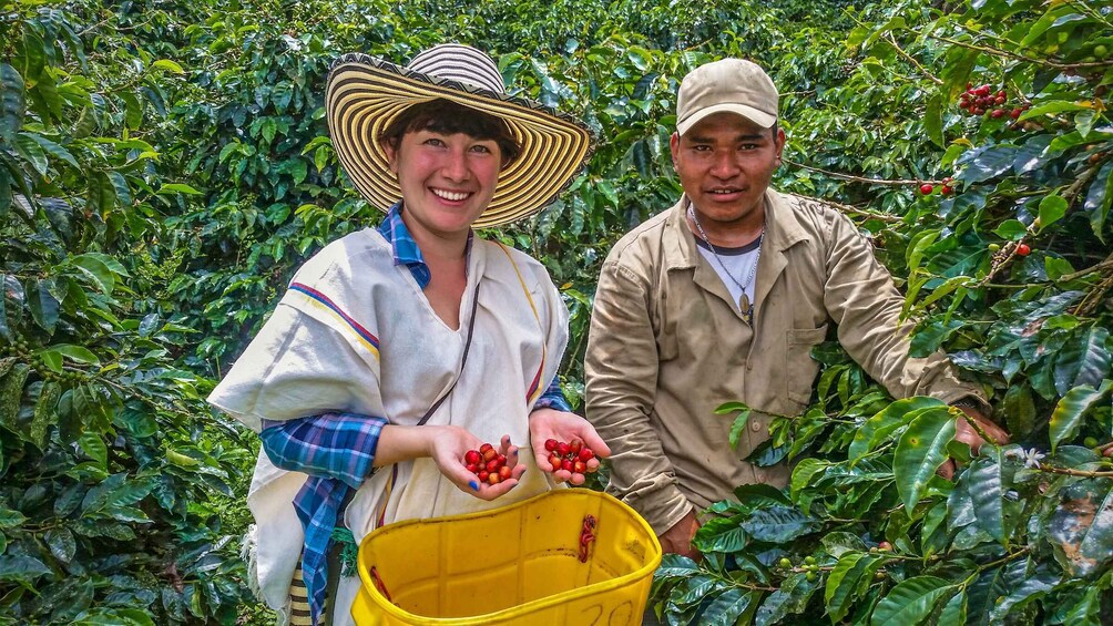 Picture 3 for Activity Cali: Coffee Tour - Authentic Coffee Experience