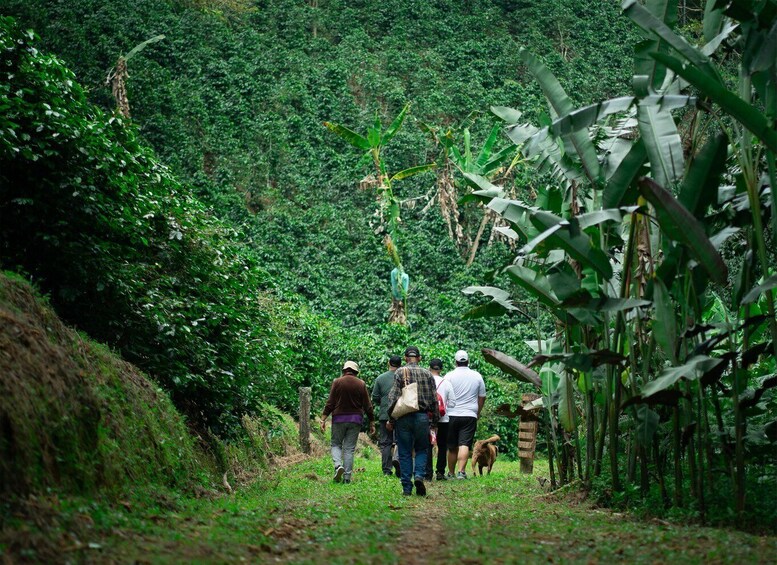 Picture 4 for Activity Cali: Coffee Tour - Authentic Coffee Experience