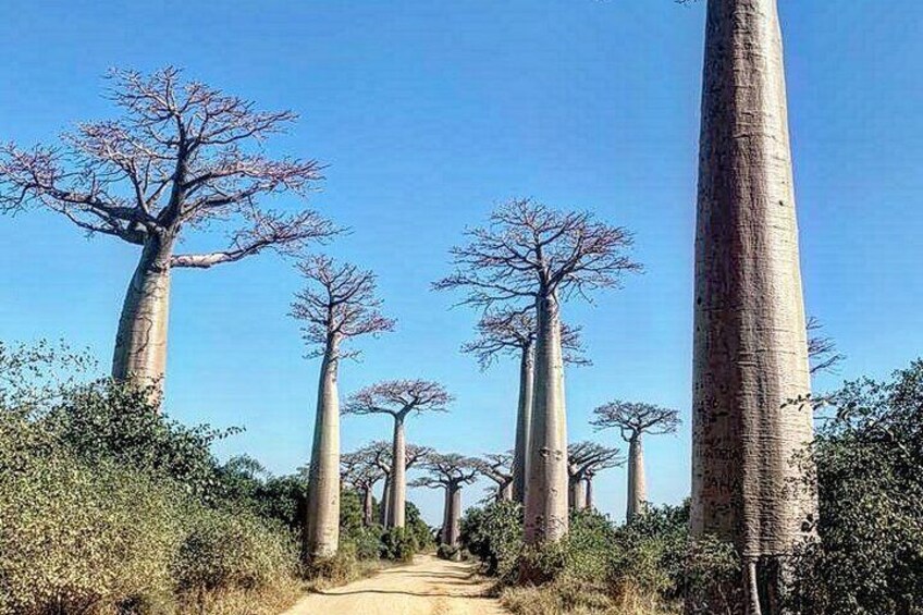 Baobabs