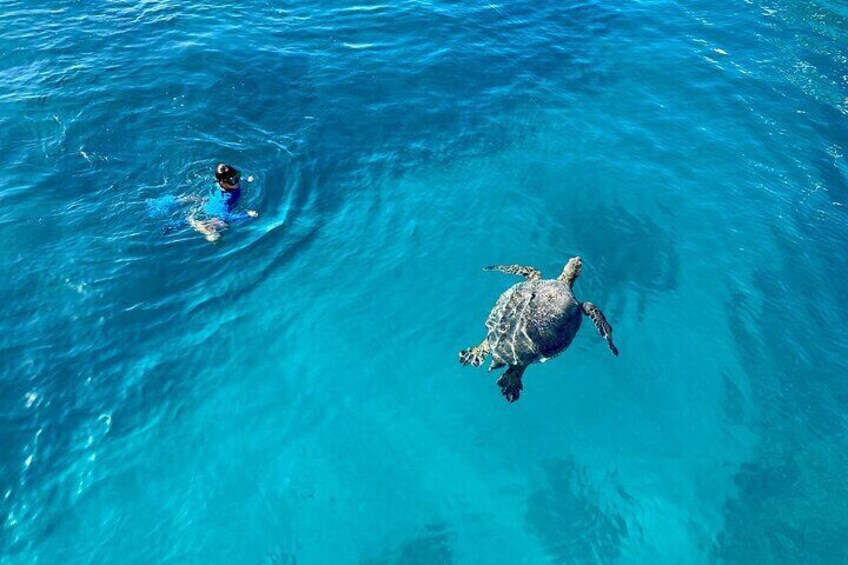 Close encounters with Hawaiian green Sea Turtles