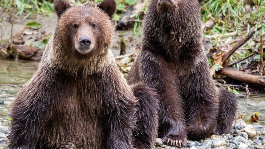 Full Day Grizzly Bear Expedition in Desolation Sound
