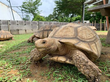 Billets d’entrée au Musée de la tortue en direct de Singapour