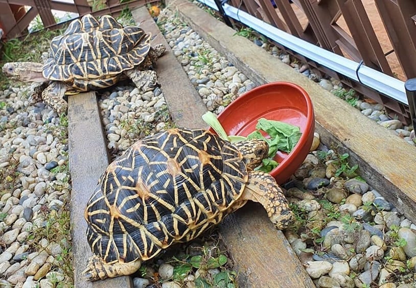 Live Turtle Museum Singapore Entrance Tickets